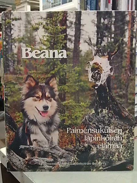 Beana : paimensukuisen lapinkoiran elämä, Kirsti Lilja
